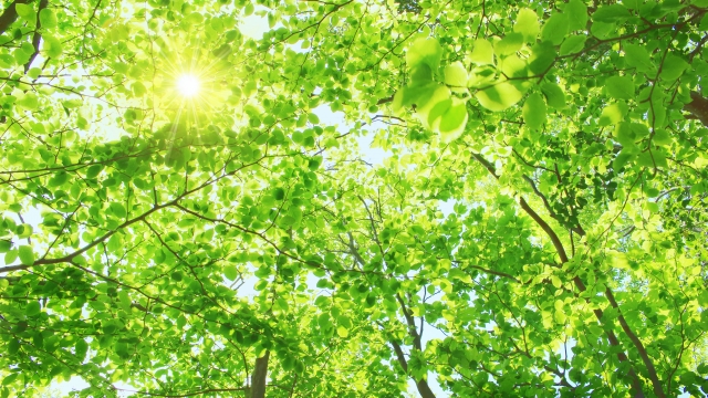 インプラントの平均寿命と長持ちさせるための基本知識